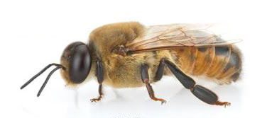 vue de profil d'une abeille male