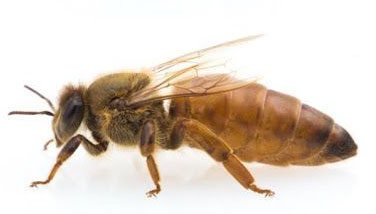 vue de profil d'une abeille reine