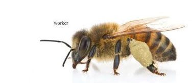vue de profil d'une abeille ouvrière